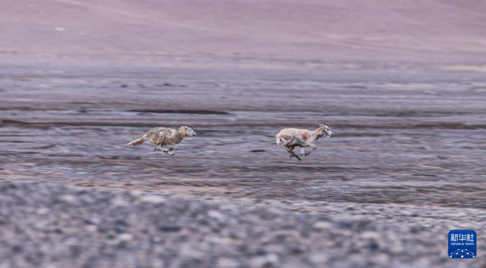 新华全媒+丨风雪羌塘(图4)