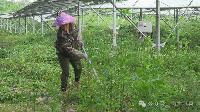 平果：风力发电、光伏发电加快绿色转型步伐(图8)