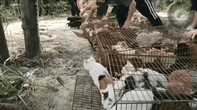 水库放猫后续:多部门介入放生团伙果然不单纯完整产业链被扒(图2)