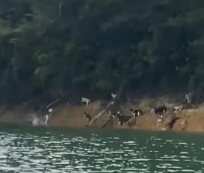 水库放猫后续:多部门介入放生团伙果然不单纯完整产业链被扒(图3)