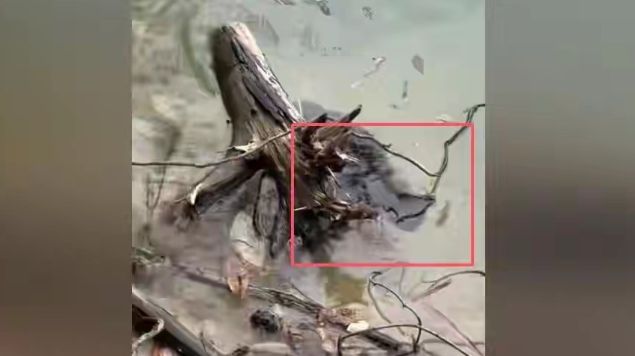 水库放猫后续:多部门介入放生团伙果然不单纯完整产业链被扒(图5)